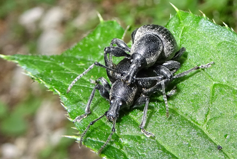 accoppiamento di Curculionidae: Otiorhynchus fortis